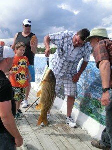 Karpfen aus dem Winnipeg See bei Gimli.