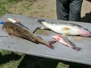 Fische aus Lake Winnipeg: Pickerel (rechts obern) und Welse (links).