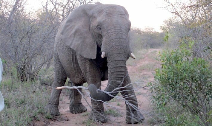 Suedafrika_Elefant