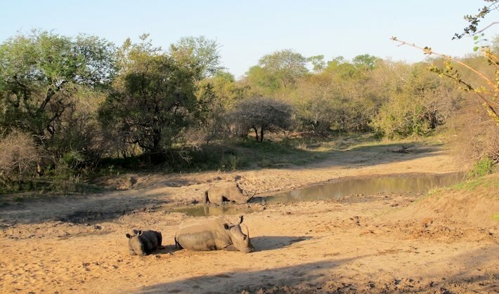 Suedafrika_Nahshorn