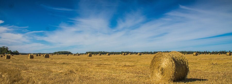 Prince_Edward_Island_Potato_Pasemann-4894