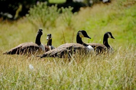 Kreuzfahrt Norwegian Jewel Neuseeland - 13-Susanne-Mueller-Akaroa Wildgaense-Breitengrad53-Reiseblog Einmal Neuseeland und zurück