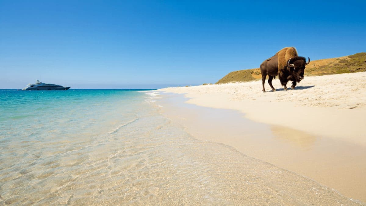 Santa Catalina Island – Kaliforniens Promi-Insel ist wieder angesagt