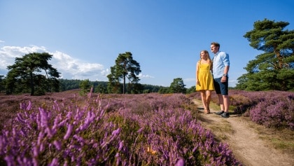 Blick auf die Lüneburger Heide