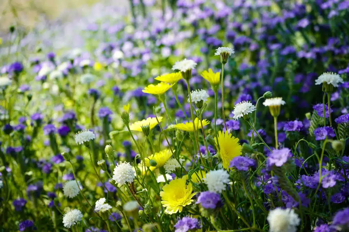 W&uuml;stenlandschaft mit bunten Bl&uuml;ten, die &uuml;ber trockene Fl&auml;chen verteilt sind