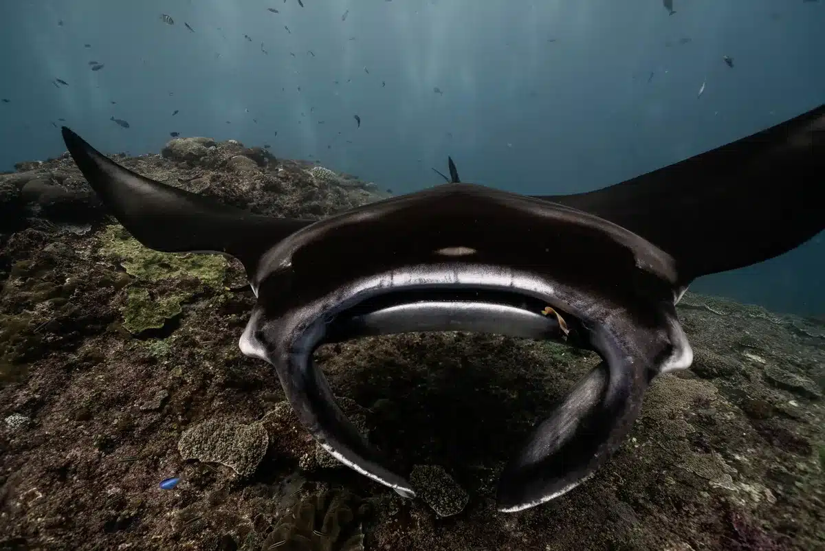 Mantarochen bei akrobatischen Drehungen in engem Raum