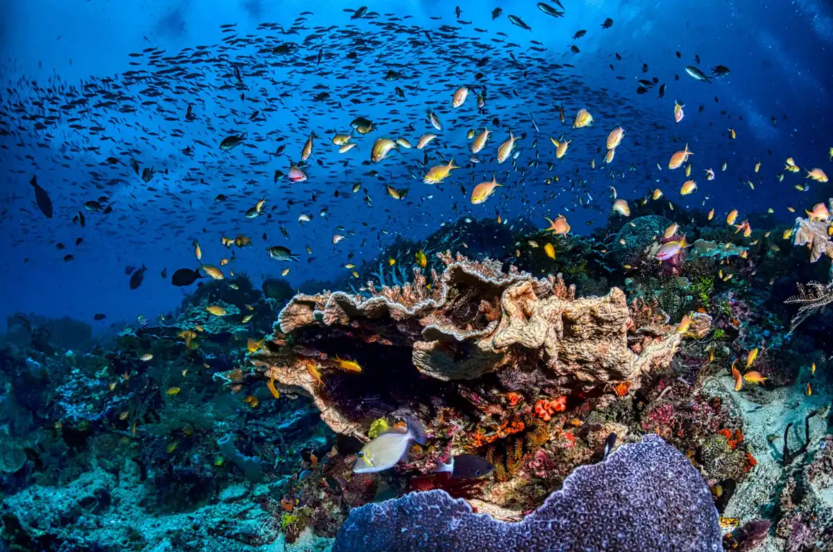 Artenreiches Hausriff mit Korallen und bunten Fischen