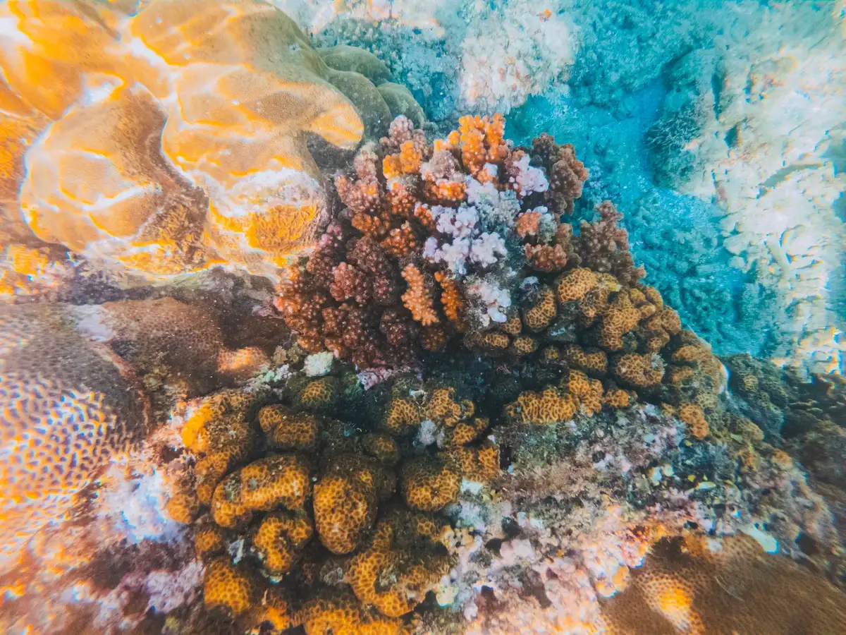 Gebleichte Korallen am nat&uuml;rlichen Riff zeigen die Auswirkungen der Korallenbleiche