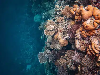 Künstliche Riffstruktur unter Wasser mit Strommasten und Meereslebewesen