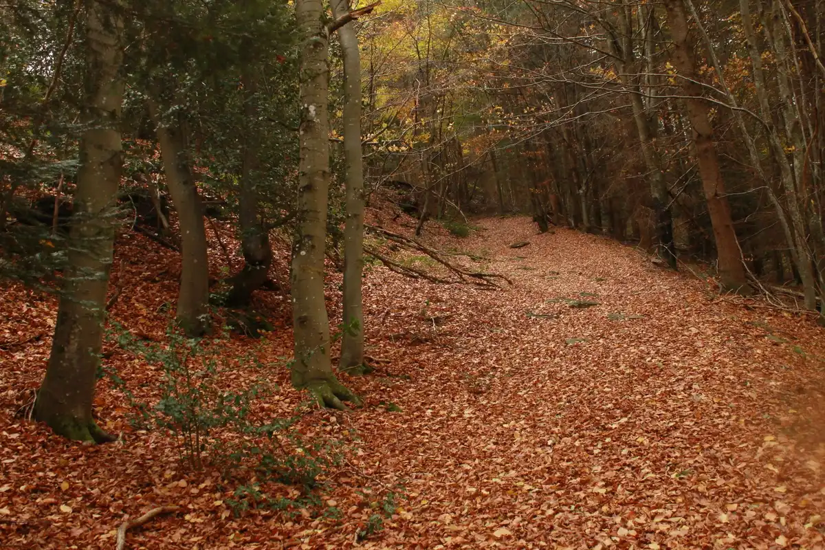 Wanderweg durch dichte Wälder im Schwarzwald mit herbstlichen Farben