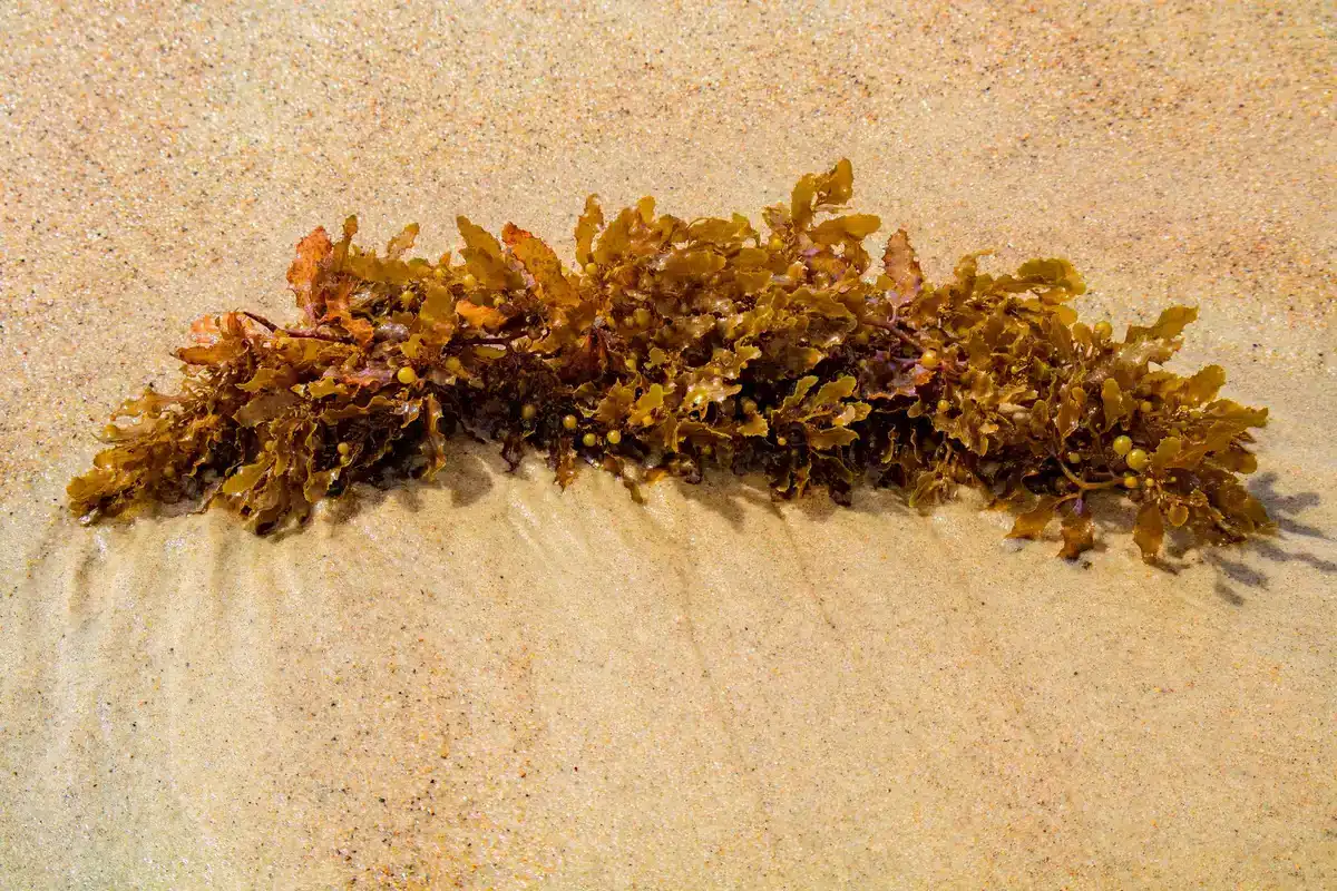 Schiffe und Küstenbarrieren zur Bergung von Sargassum-Algen an der Karibikküste