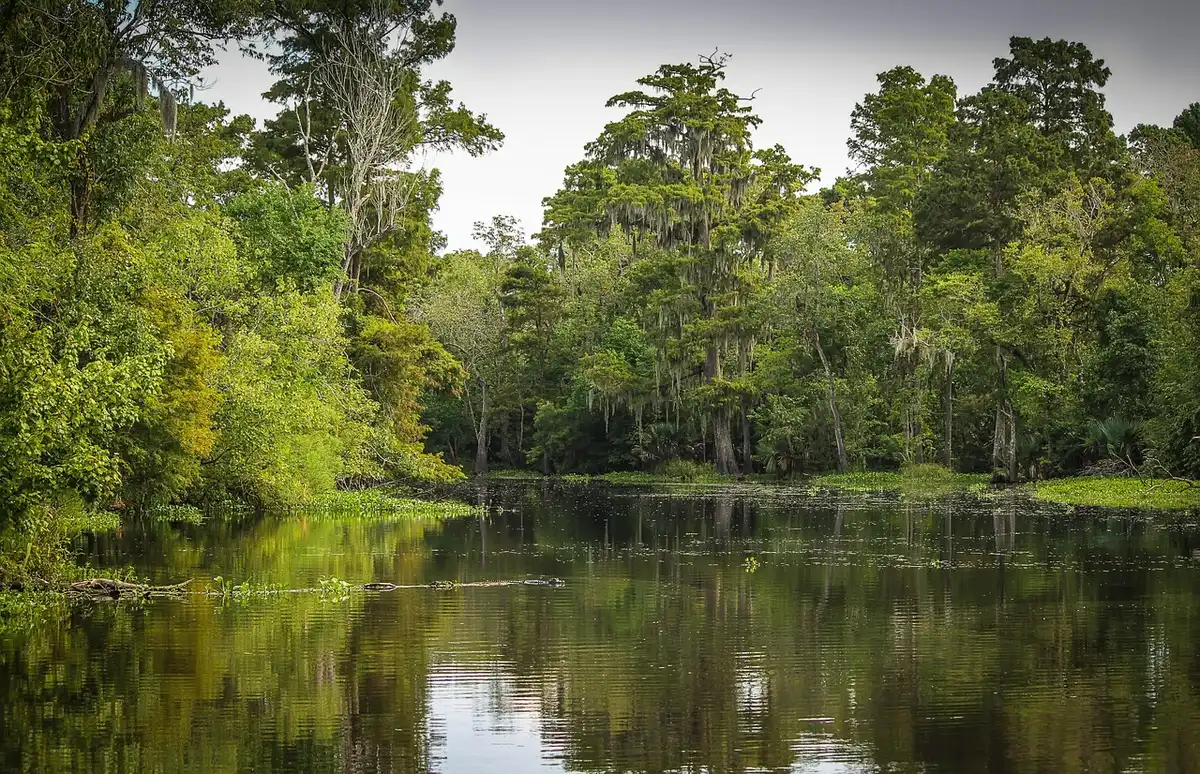 Skiff in den Everglades bei flachem Wasser und Grasland, entfernte Bäume im Hintergrund