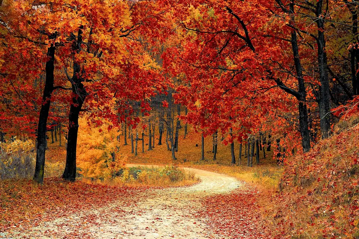 Herbstwald mit bunten Laubfarben und Wanderwegen in den Hügeln