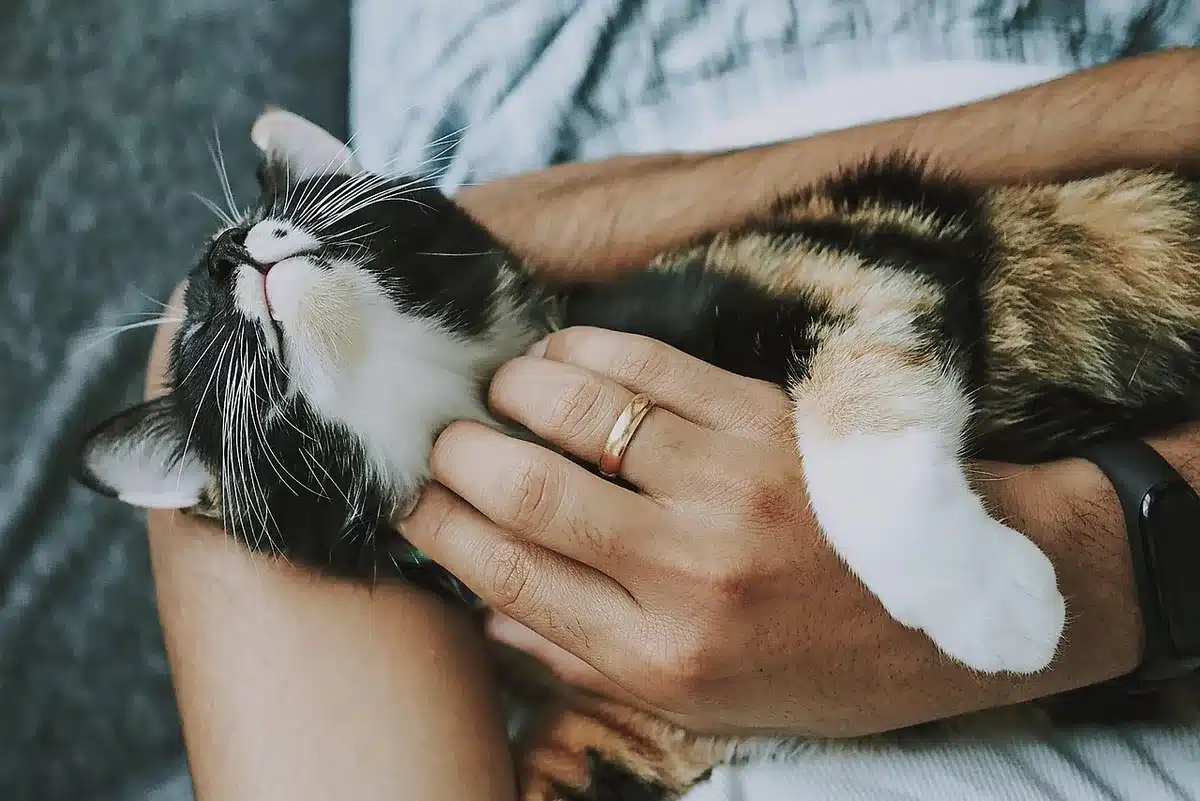 Freiwillige reinigen Katzentoiletten und versorgen Katzenwunden