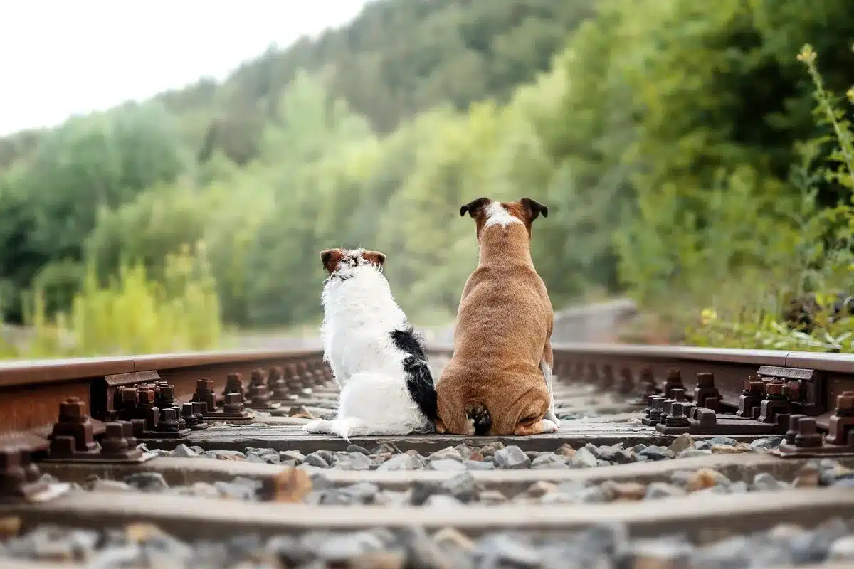 Bauarbeiter und erneuerte Gleise auf einer Bahnstrecke