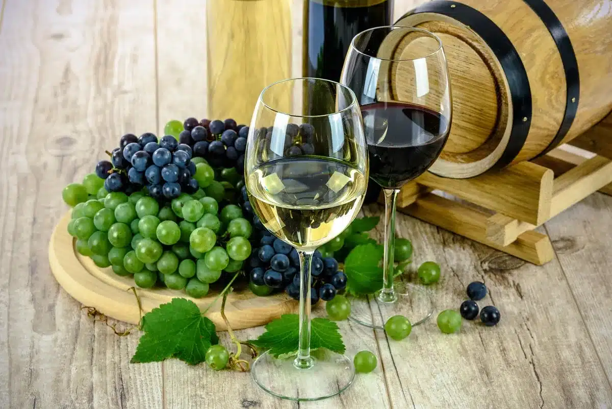 Weinberge auf Long Island mit reifen Trauben