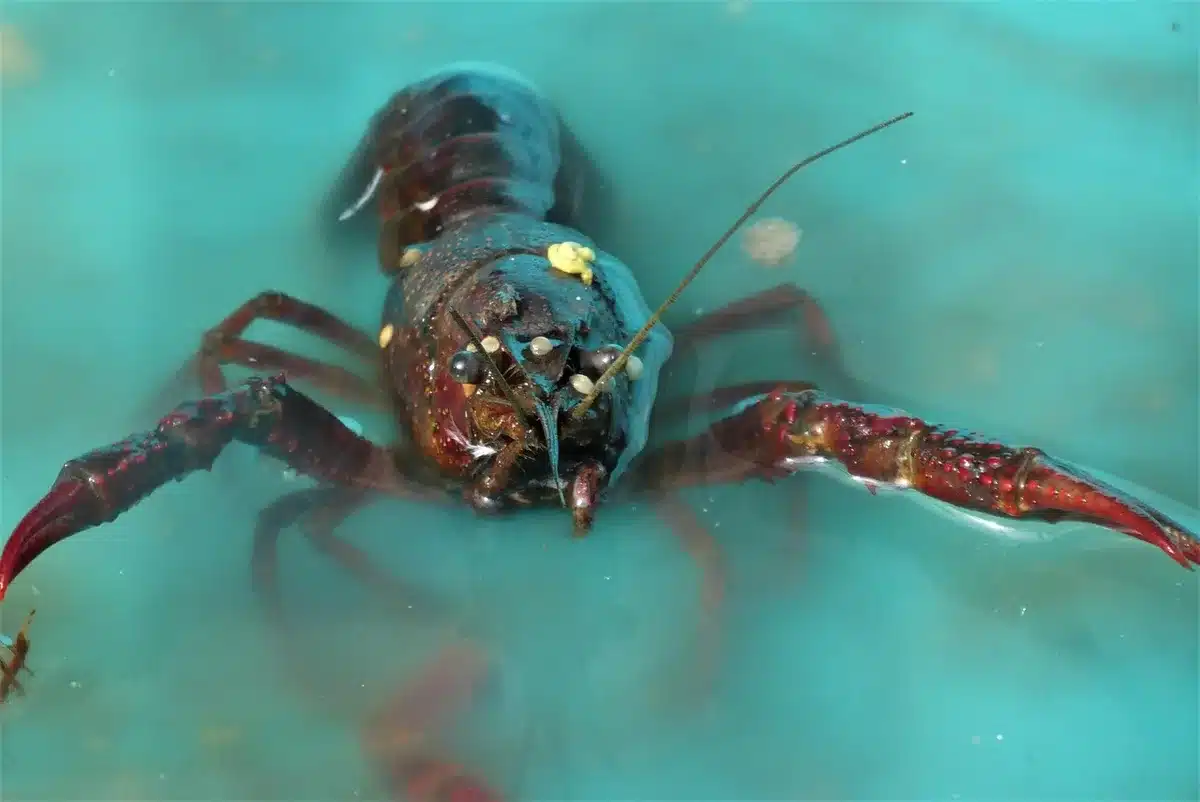 Frische Meeresfrüchte und Hummer auf einem Fischmarkt
