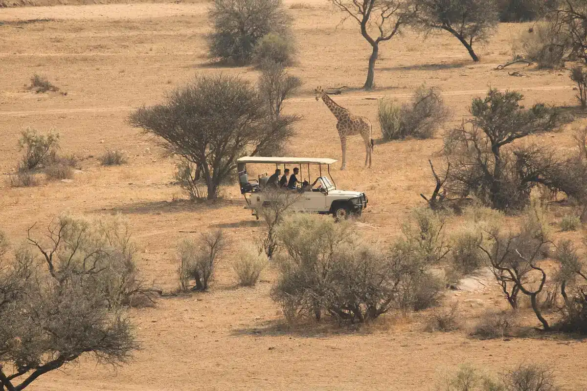 Erfahrener Ranger erklärt Gästen in einem offenen Geländewagen die Tierspuren und das Verhalten