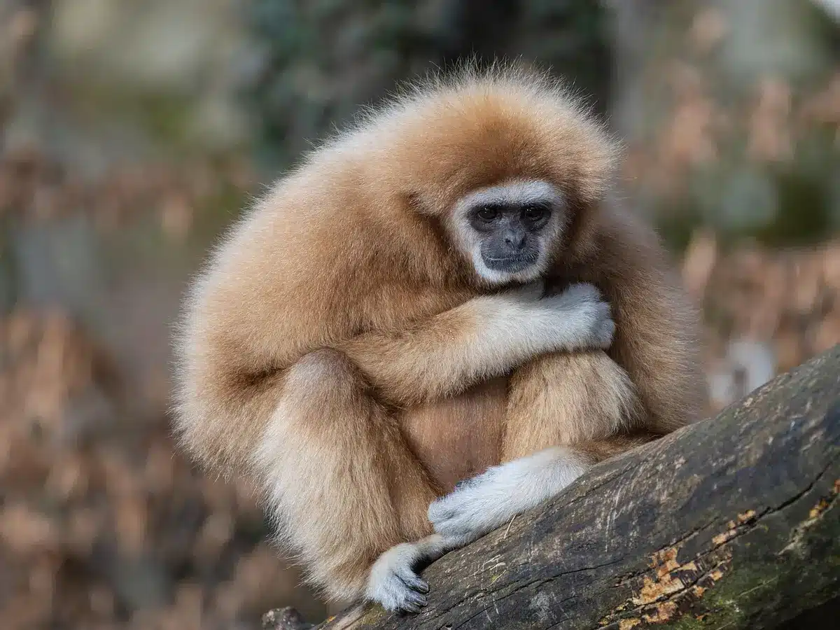 Alligatorenschau in einem Wildpark mit Besuchern