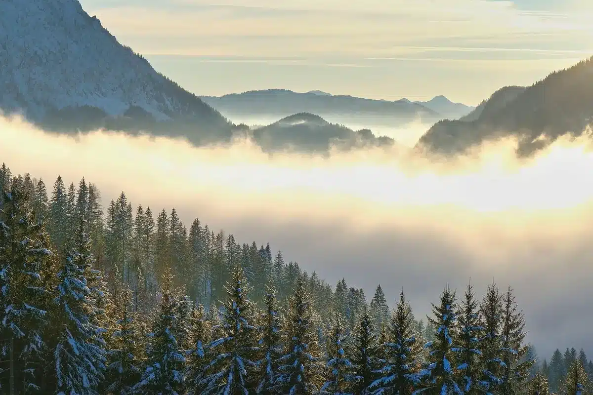 Rustikale Hütte im Wald bei morgendlichem Nebel
