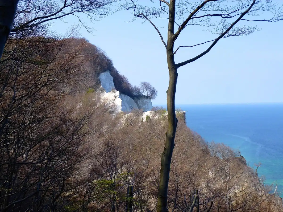 Steile weiße Kreidefelsen an der dänischen Ostseeküste bei Møns Klint