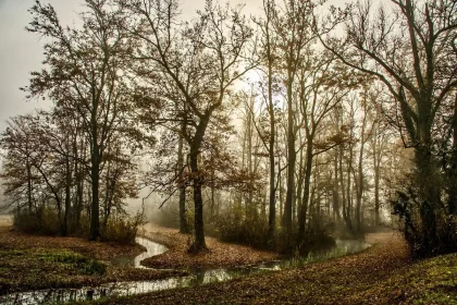 Herbstwald mit goldenem Laub spiegelt sich in ruhigem Wasser, Morgennebel über der Landschaft