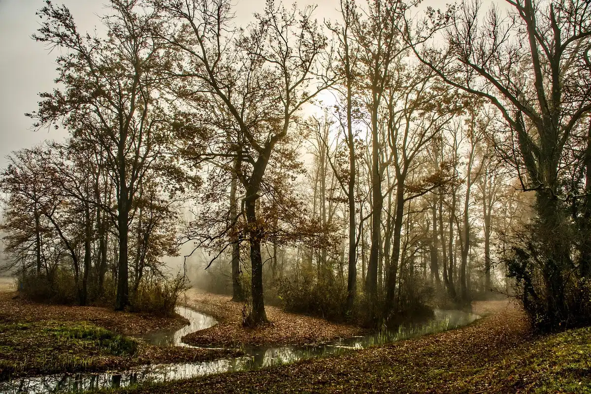 Herbstwald mit goldenem Laub spiegelt sich in ruhigem Wasser, Morgennebel über der Landschaft
