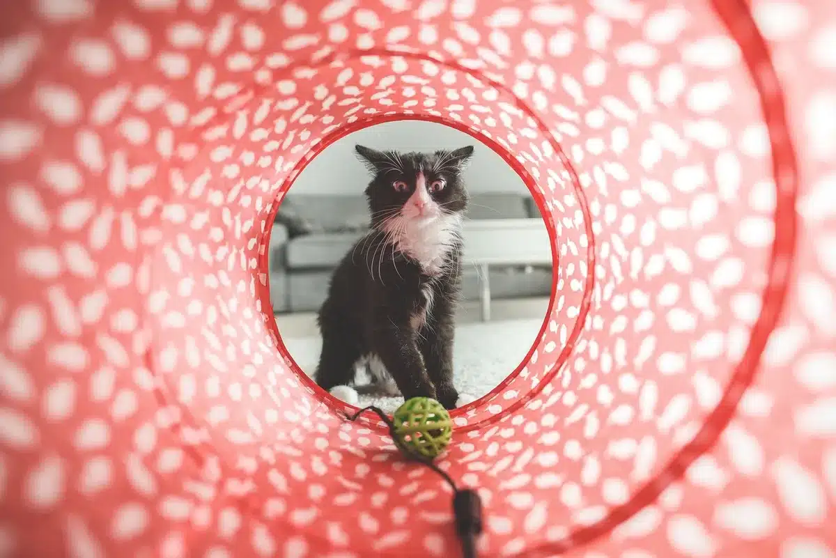 Katze beim Spielen und Fangen von Gegenständen