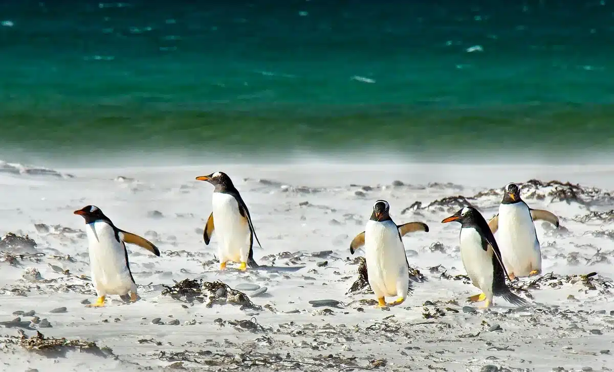 Kleine Pinguine watscheln in einer Gruppe am Strand zurück