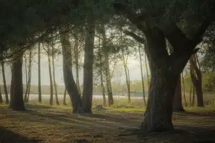 Weg am See und klassisches Pavillon in einer historischen Parklandschaft, anonyme Besucher