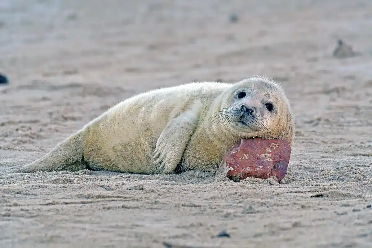 Robben ruhen auf einer bei Niedrigwasser sichtbaren Sandbank