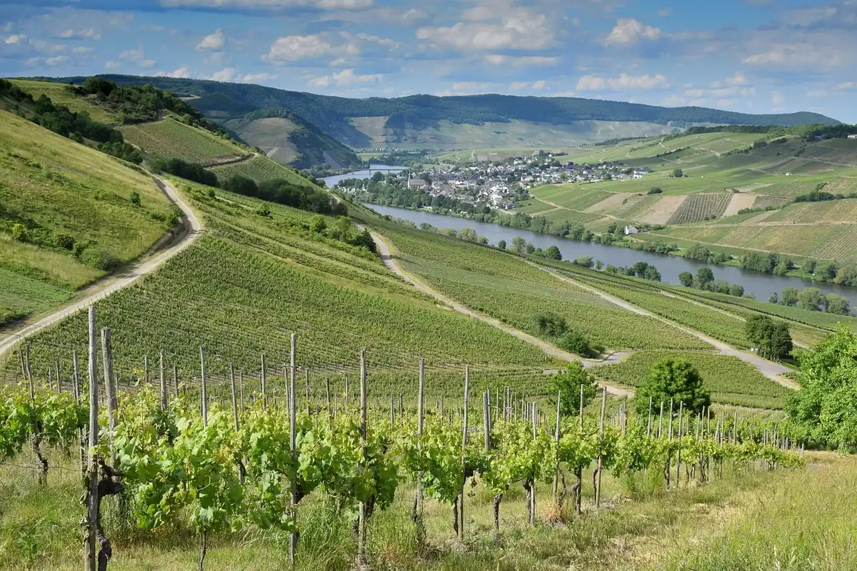 Terrassierte Weinberge im Douro-Tal mit Flussblick