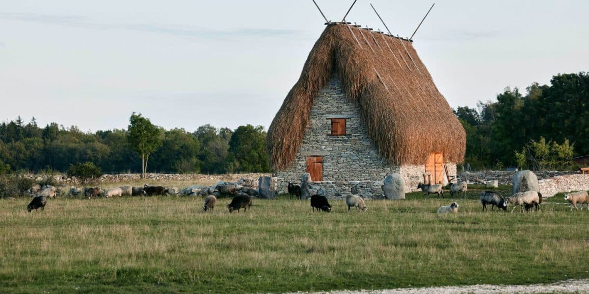 A-frame-shaped old stone farm building with straw roof sitting in grassy field where black and grey sheep graze