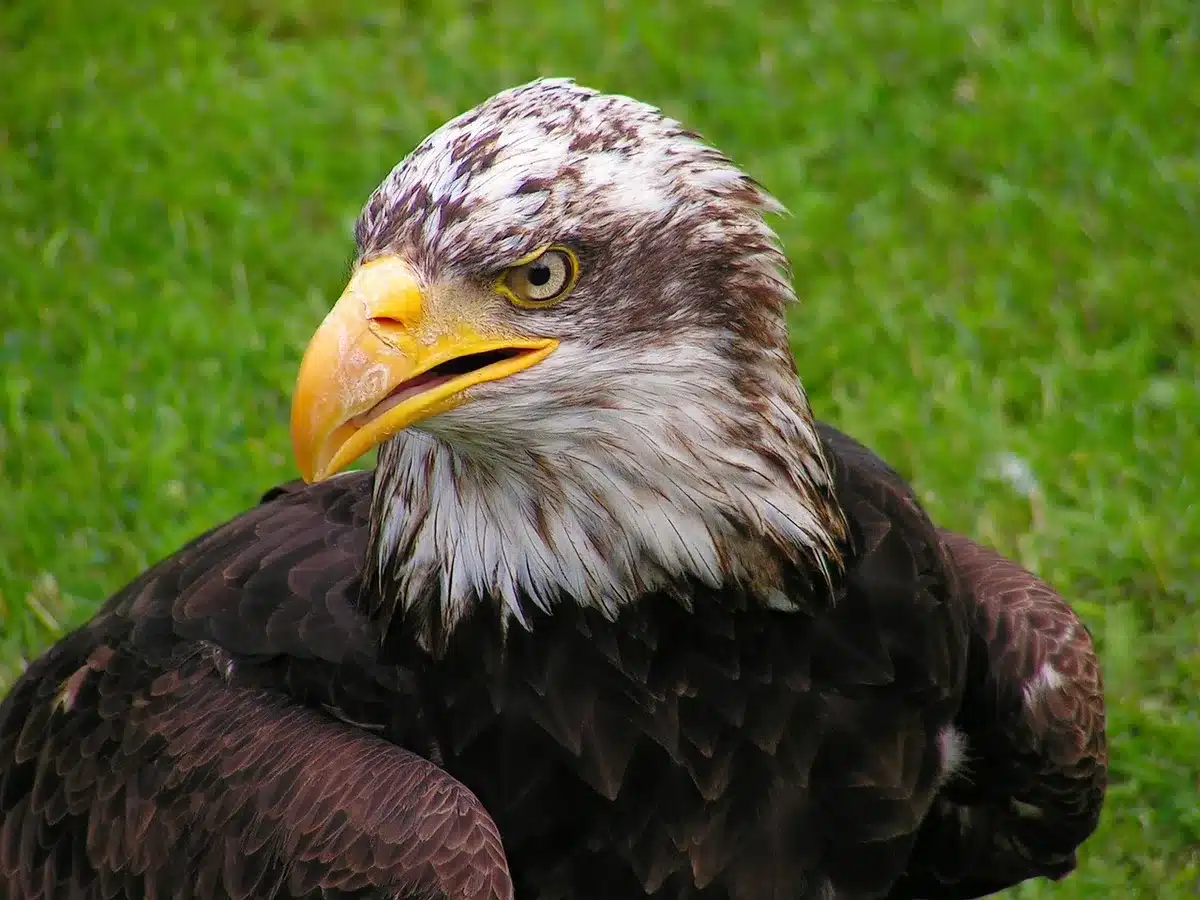 Waldküste mit kreisendem Weißkopfseeadler über Baumwipfeln