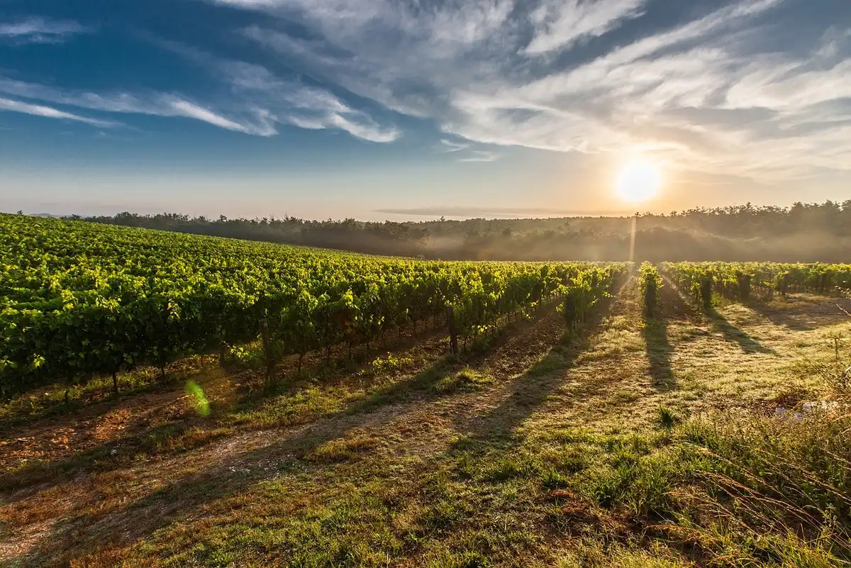Reihen von Weinreben in einem Long-Island-Weingut