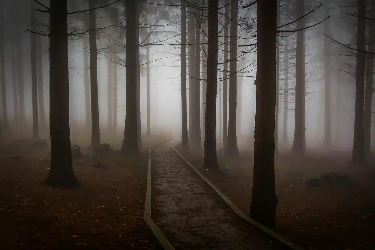 Baumkronenpfad im Buchenwald mit buntem Herbstlaub