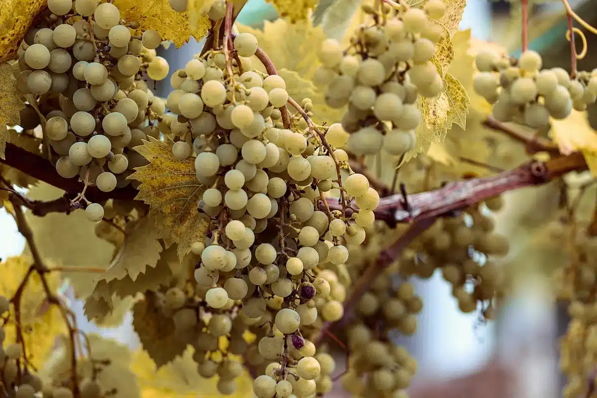 Kleine biodynamische Weinberge mit offenen Reihen und Insekten auf den Pflanzen