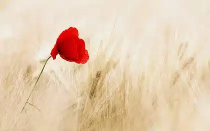 Rote schwedische Sommerkate an Küste mit Wildblumen und hellem Himmel