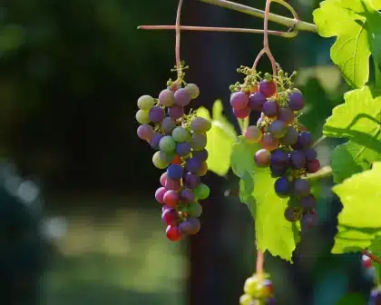 Weinreben, Obststand und gedeckter Holztisch mit Gläsern am Seeufer