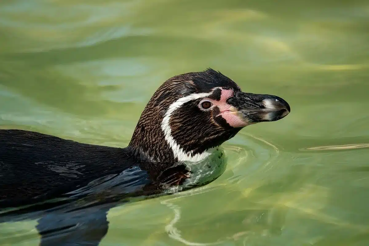 Pinguin und bunte Wirbellose unter Wasser in der Antarktis