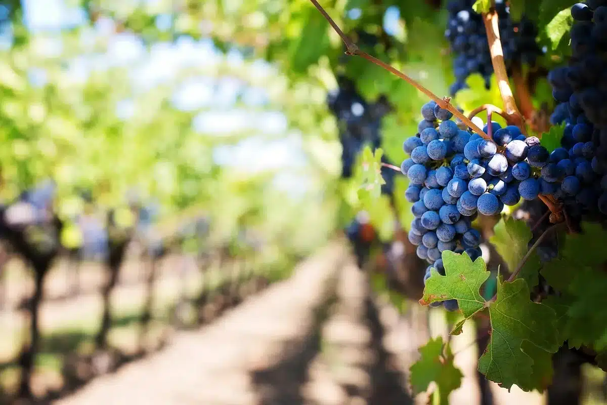Weinreben und Rebenreihen auf einem nachhaltig bewirtschafteten Weingut